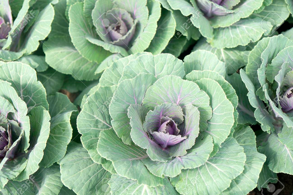 Cabbage Patch Digital Stamp Set - Power Poppy by Marcella Hawley