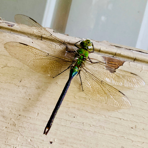 Shimmering Flight Digital Stamp Set