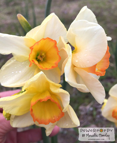 Shop GLOBLELAND Daffodil Background Clear Stamps Daffodil