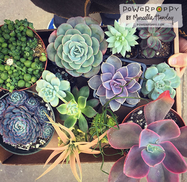 succulent stamp set So Succulent Digital Stamp Set