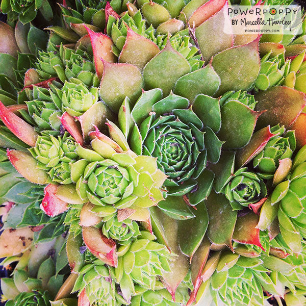 Hen and Chicks Digital Stamp Set