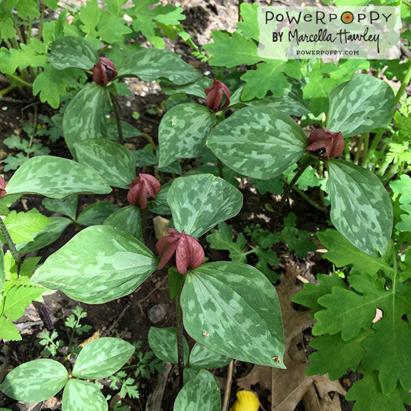 Spring Border Two Digital Stamp Set