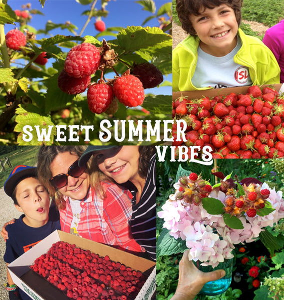 Summer Berries Stamp Set